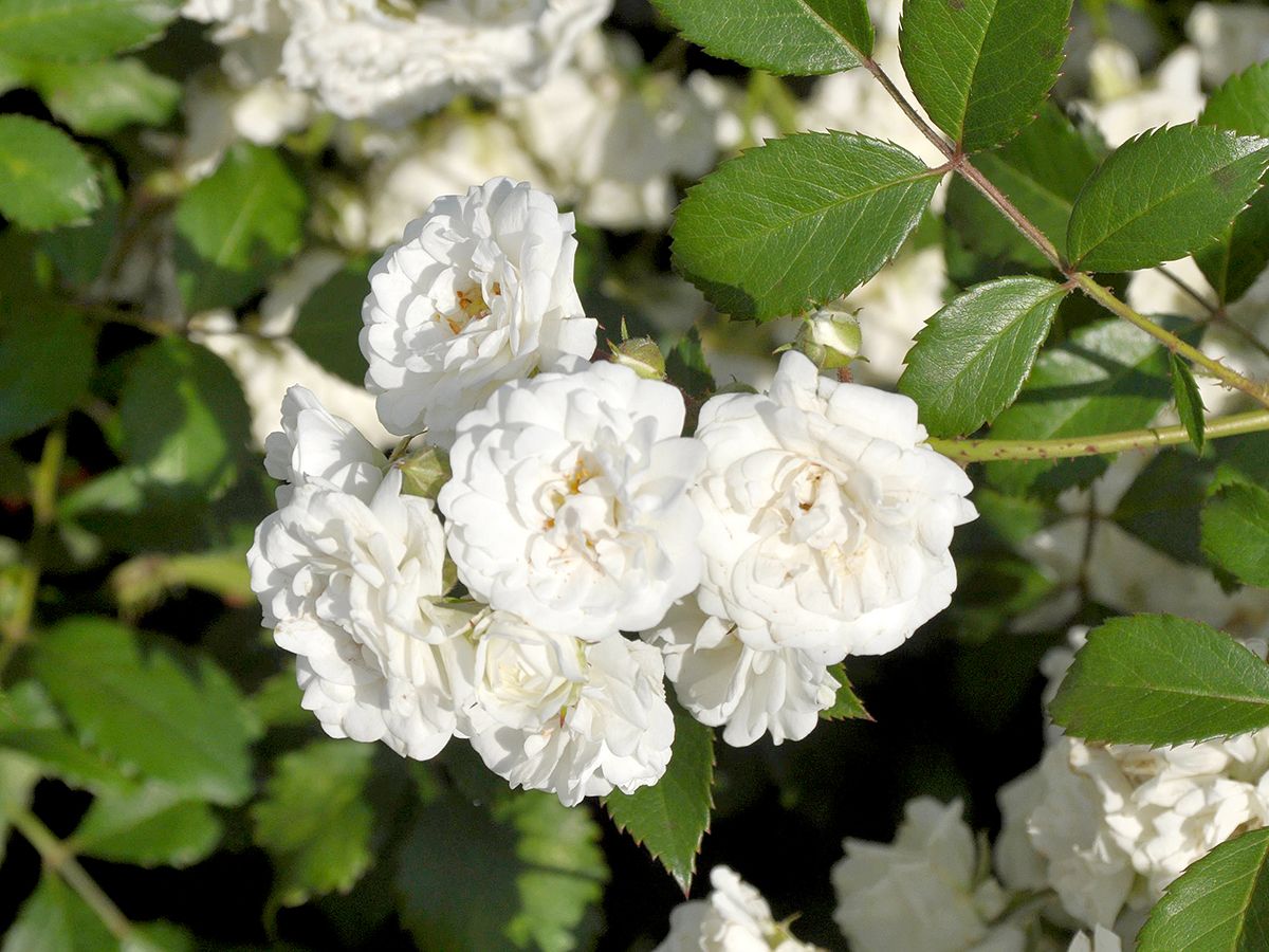 Rosa 'Alba Meidiland'